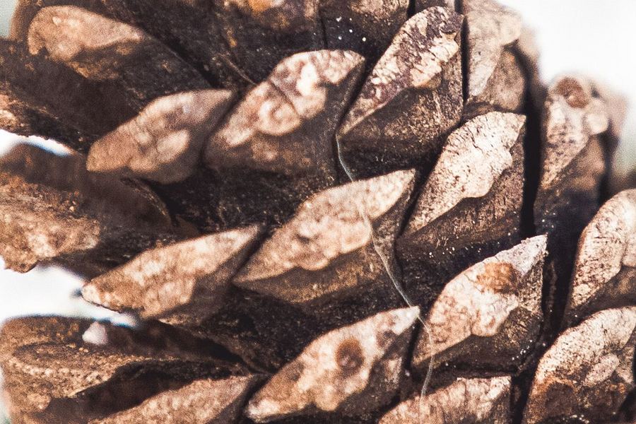 Otázka 7: Detail hnědých dřevnatých šupin pokrytých námrazou
