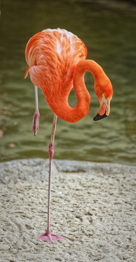 Oranžinės-rožinės spalvos flamingas, stovintis ant vienos kojos