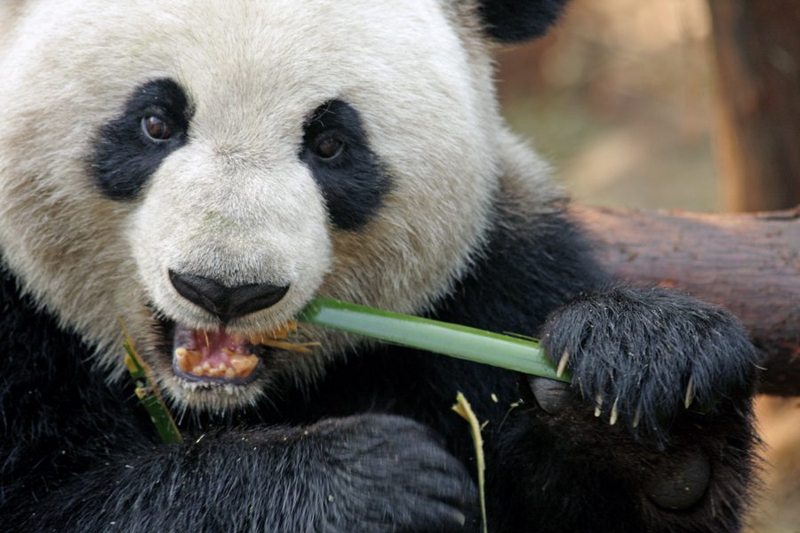 Milžiniška panda kramto bambuko stiebą