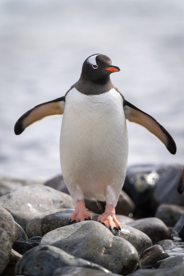 Ant uolų stovintis gentoo pingvinas, išskleidęs plaukmenis