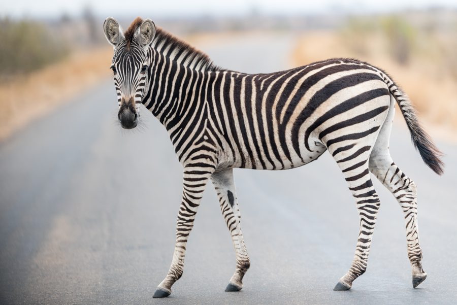 Zebras, stovintis ramiame kelyje