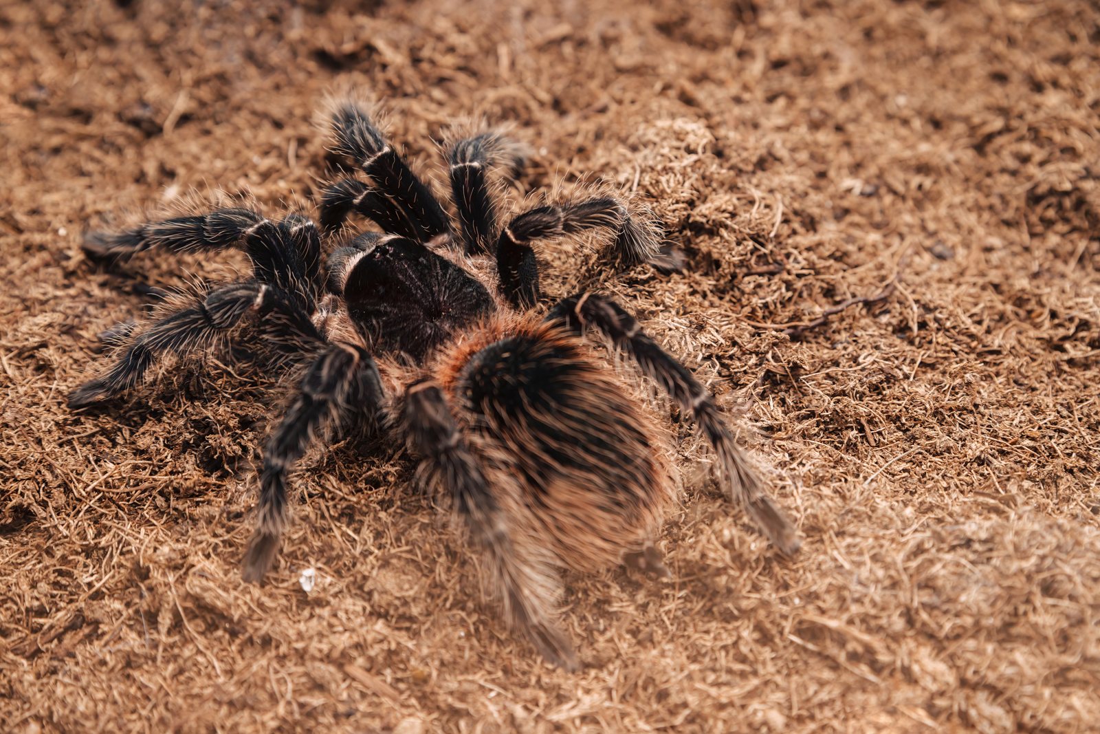 A large hairy tarantula standing on bare earth