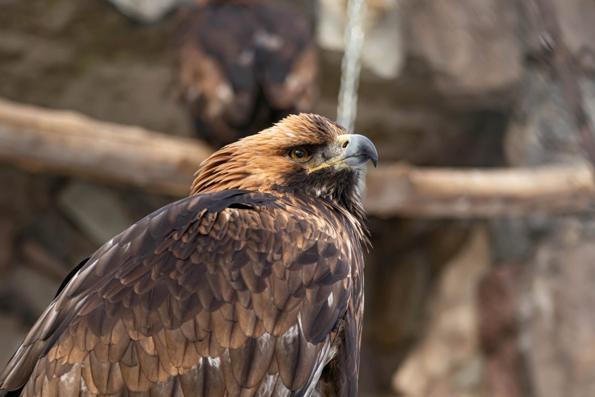 A golden eagle with brown and gold feathers perched and looking to the right