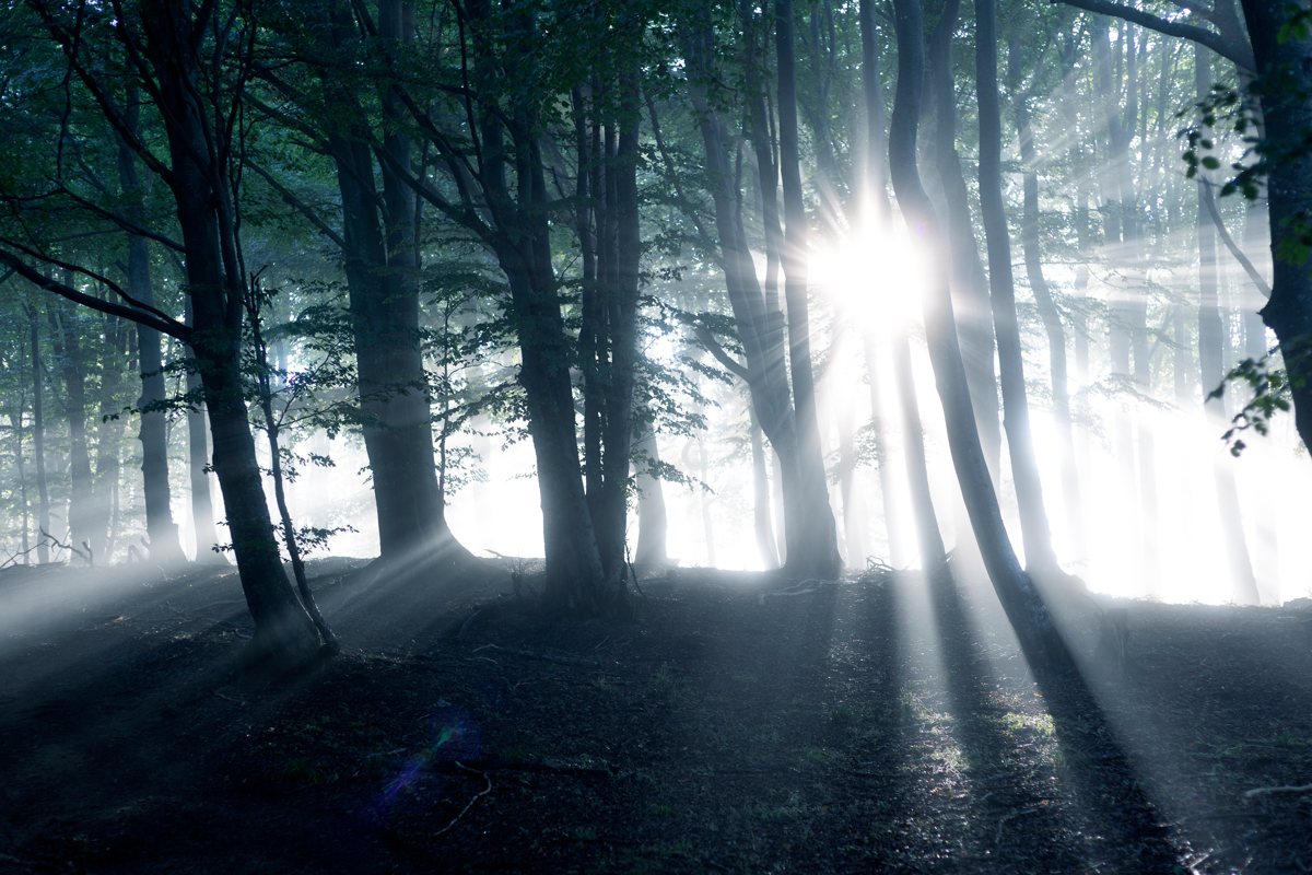 Sunbeams streaming through misty trees in a dark forest