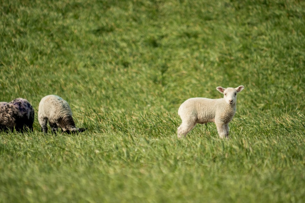 A young white lamb standing in a green field with sheep grazing behind it