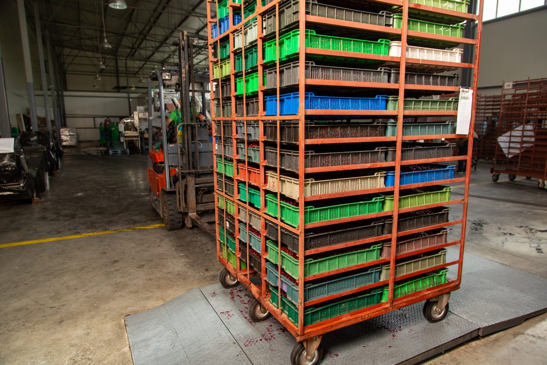 Sebuah troli yang penuh dengan peti plastik bertumpuk tinggi di timbangan gudang, dengan buah-buahan yang hancur berserakan di lantai dan sebuah forklift bekerja di belakangnya.