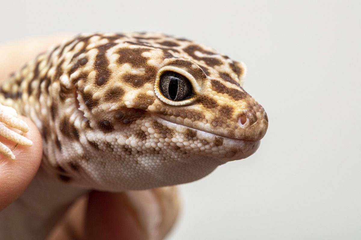 Een close-up van een gevlekte luipaardgekko met een groot oog, vastgehouden in een hand.