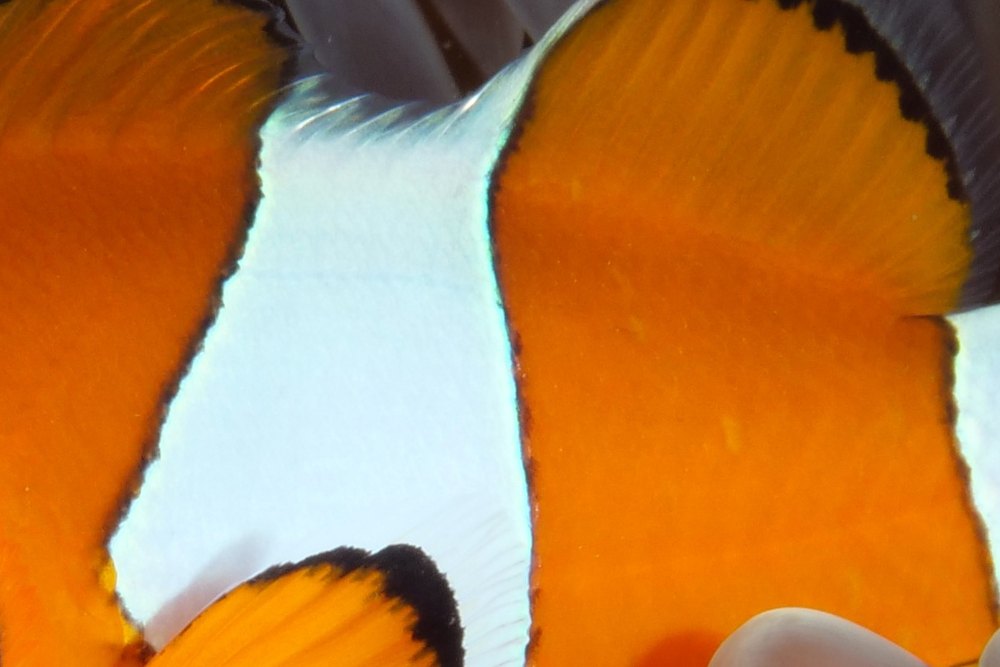 Extreem close-up van een oranje vis met een witte band met een zwarte rand.