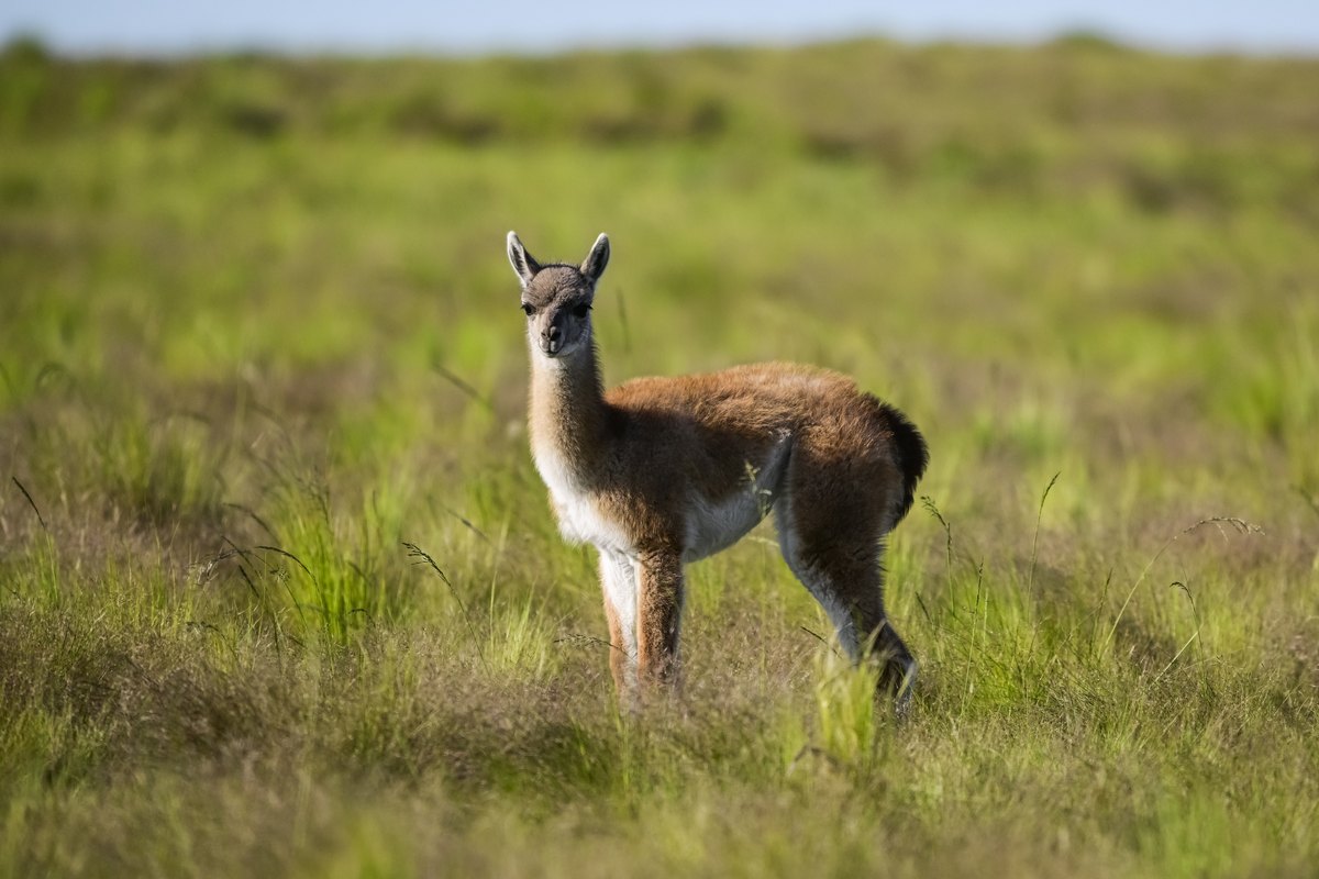 Een jonge guanaco staat in een grasveld, met een lange nek en een lichtbruine vacht.