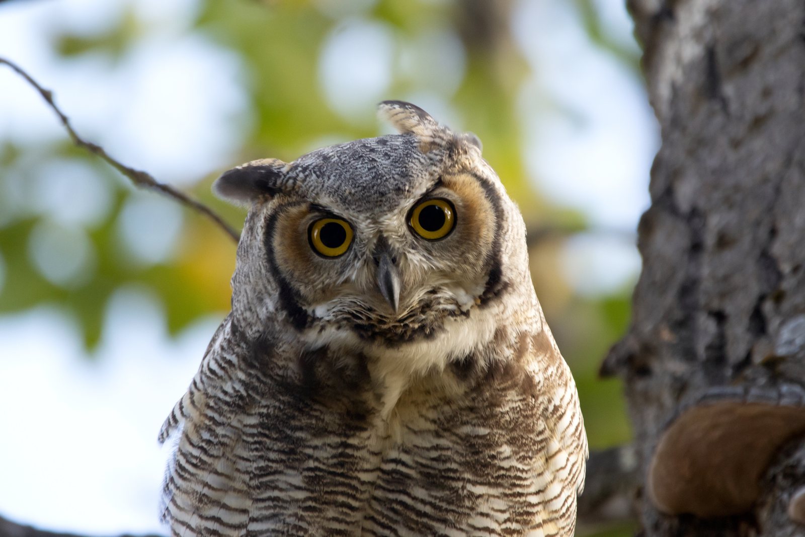 Portrait of a great horned owl with large yellow eyes perched on a branch