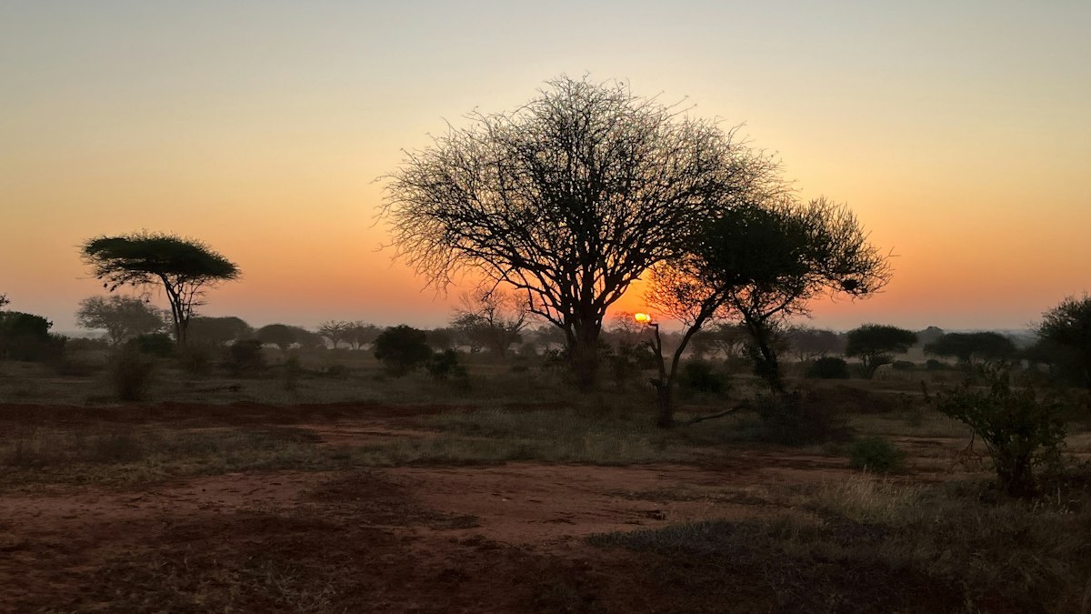 Acacia trees silhouetted against an orange sunset on the African savanna