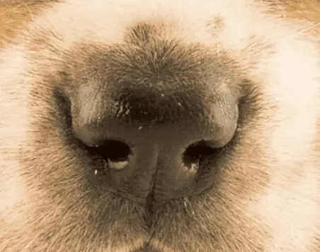 de neus van een hond close-up