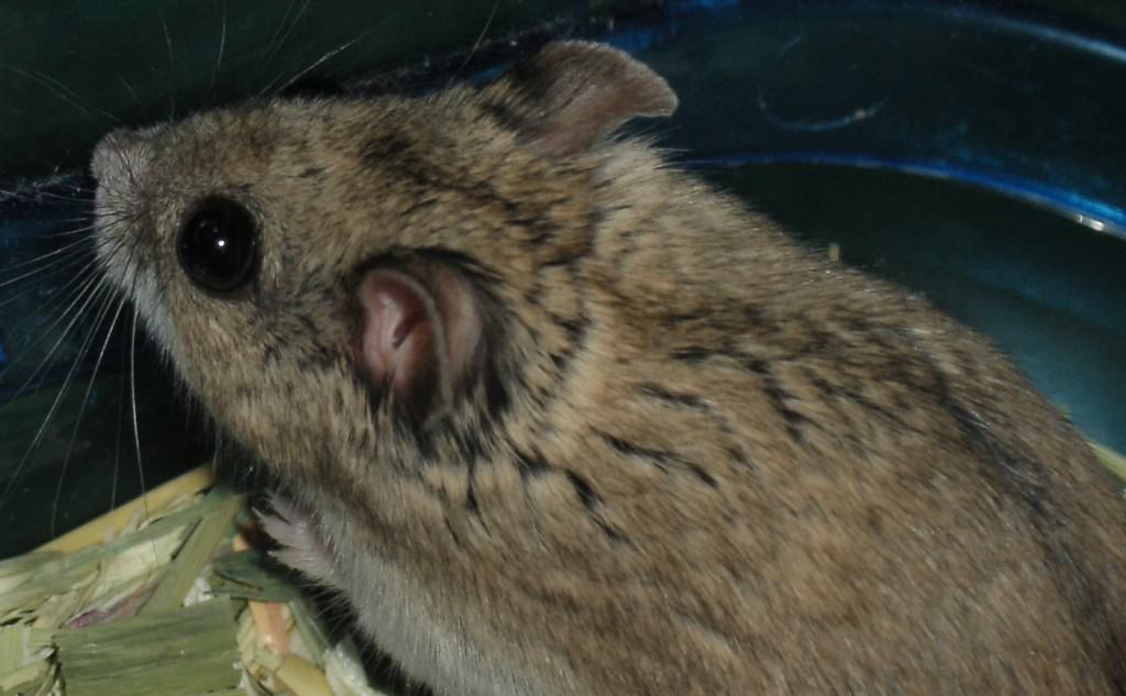 a Chinese striped hamster