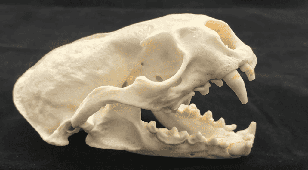 an otter's skull