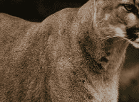 огненная пантера со светло-коричневым мехом