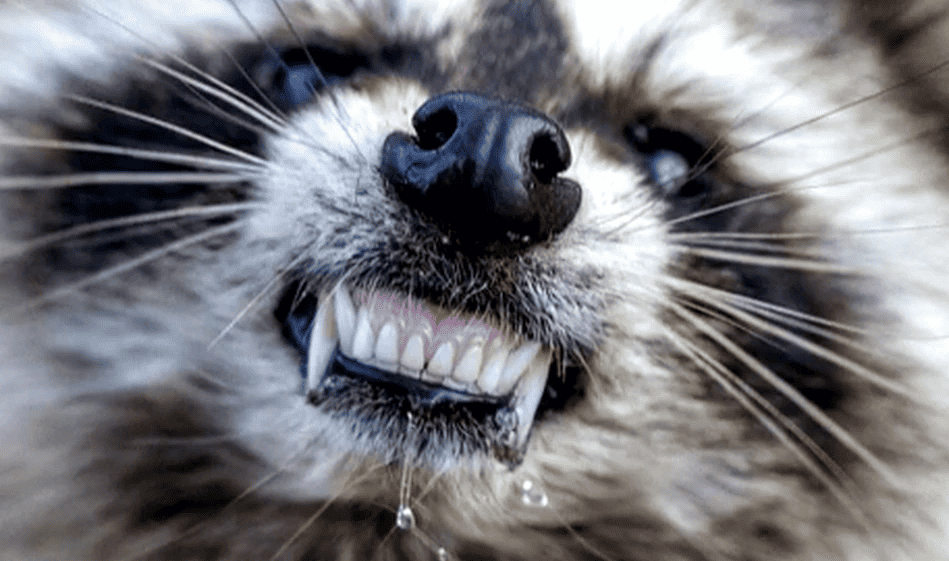 closed-up picture of a raccoon | guess the animal quiz