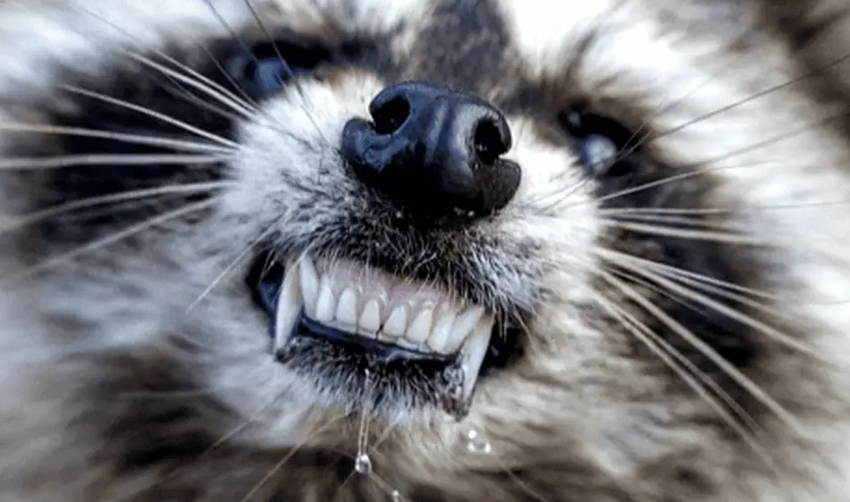 imatge tancada d'un mapache | endevina el test d'animals