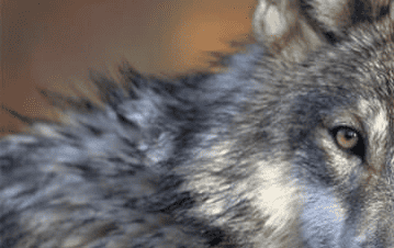 imagen ampliada del pelaje de un lobo
