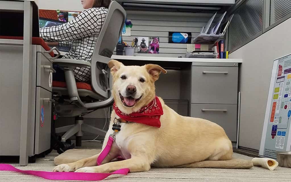 a dog smiling in the office