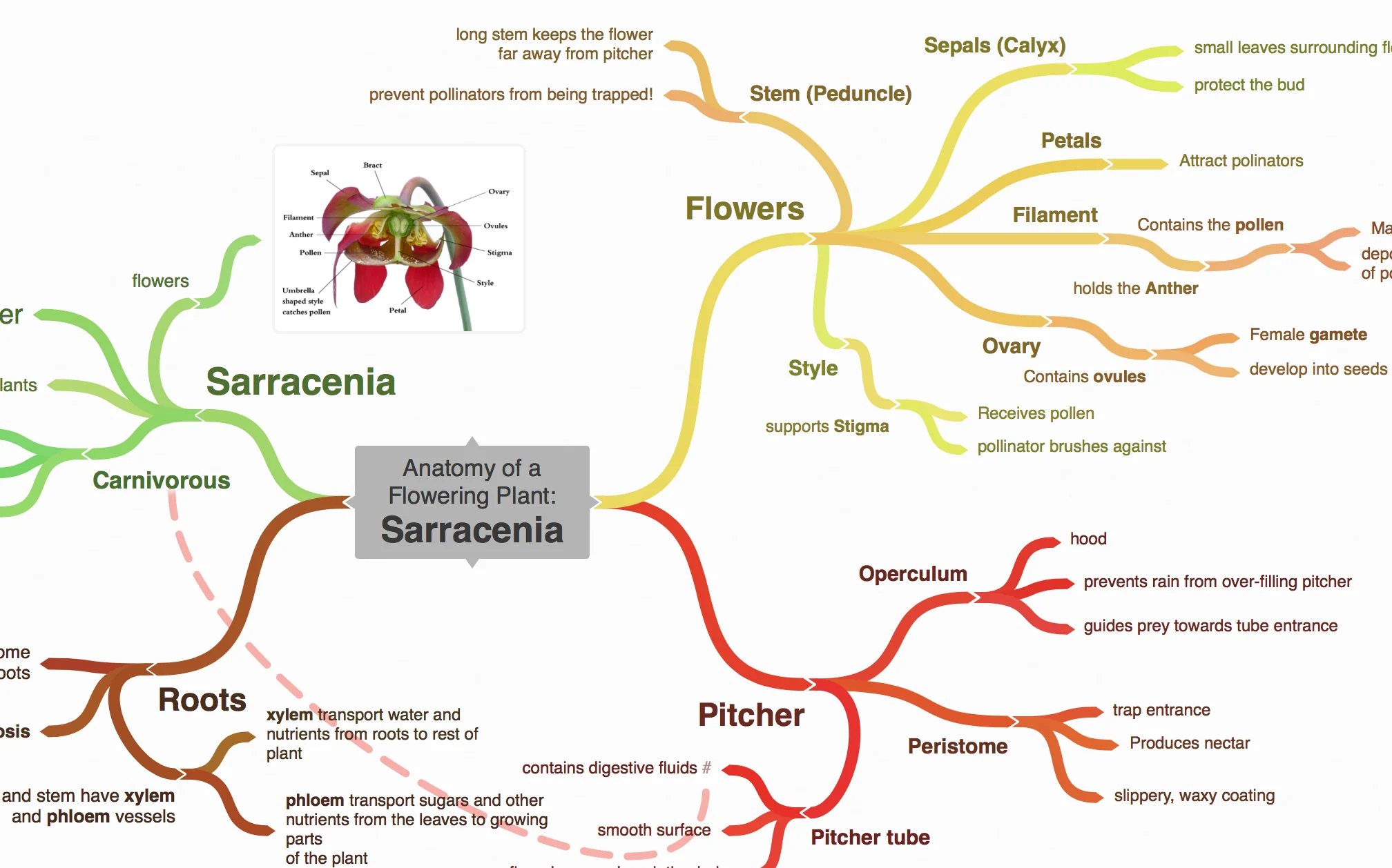 Mind map examples